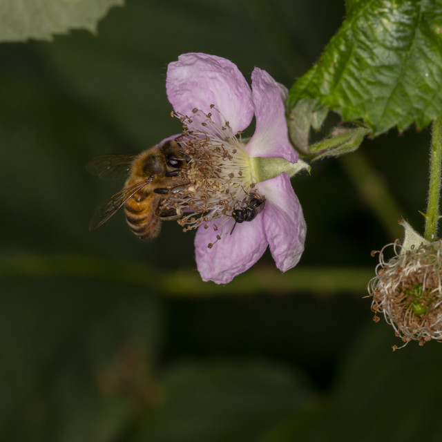 "Honeybee & Blackberry" by Bobb Strongman - £20.00 "Honeybee & Blackberry" stock image