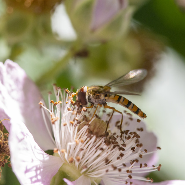 "Marmalade Hoverfly" by Bobb Strongman - £20.00 "Marmalade Hoverfly" stock image