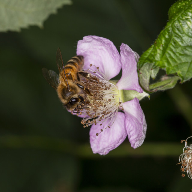"Honeybee & Blackberry" by Bobb Strongman - £20.00 "Honeybee & Blackberry" stock image