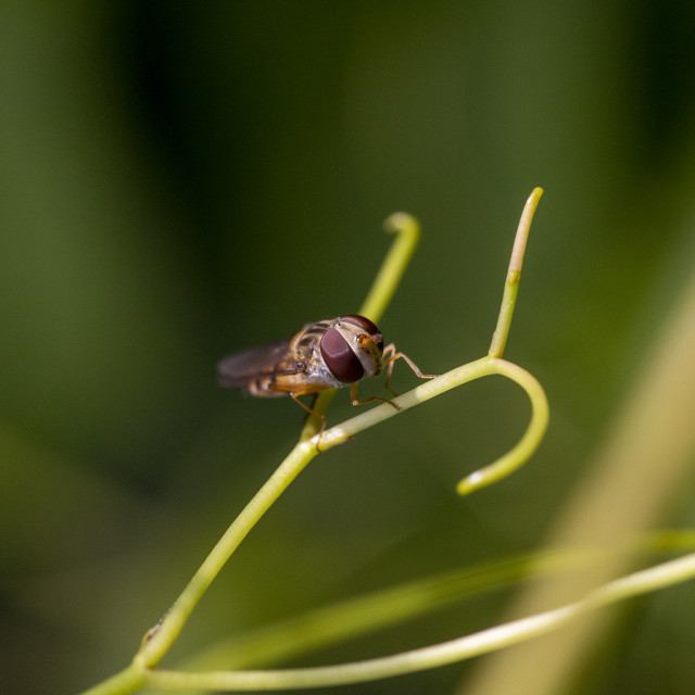 "Marmalade Hoverfly" by Bobb Strongman - £20.00 "Marmalade Hoverfly" stock image