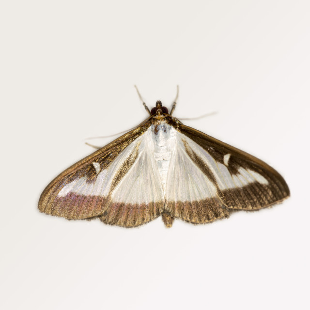 "Box Tree Moth (Cydalima perspectalis)" by Bobb Strongman - £20.00 "Box Tree Moth (Cydalima perspectalis)" stock image