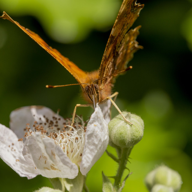 "Comma Butterfly" by Bobb Strongman - £20.00 "Comma Butterfly" stock image