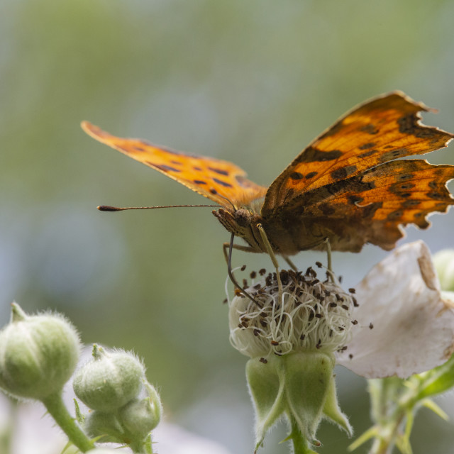 "Comma Butterfly" by Bobb Strongman - £20.00 "Comma Butterfly" stock image