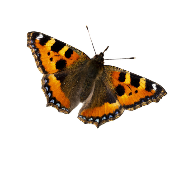 "Small Tortoiseshell Butterfly (isolated on white background)" by Bobb Strongman - £20.00 "Small Tortoiseshell Butterfly (isolated on white background)" stock image