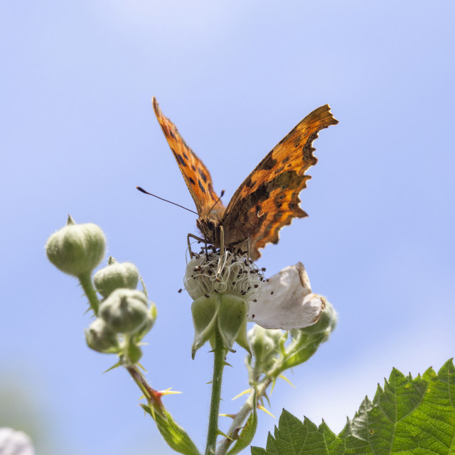 "Comma Butterfly" by Bobb Strongman - £20.00 "Comma Butterfly" stock image