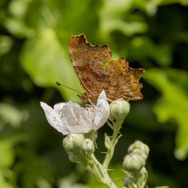 "Comma Butterfly" by Bobb Strongman - £20.00 "Comma Butterfly" stock image