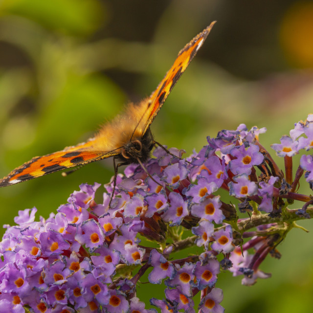 "Small Tortoisehell Butterfly" by Bobb Strongman - £20.00 "Small Tortoisehell Butterfly" stock image