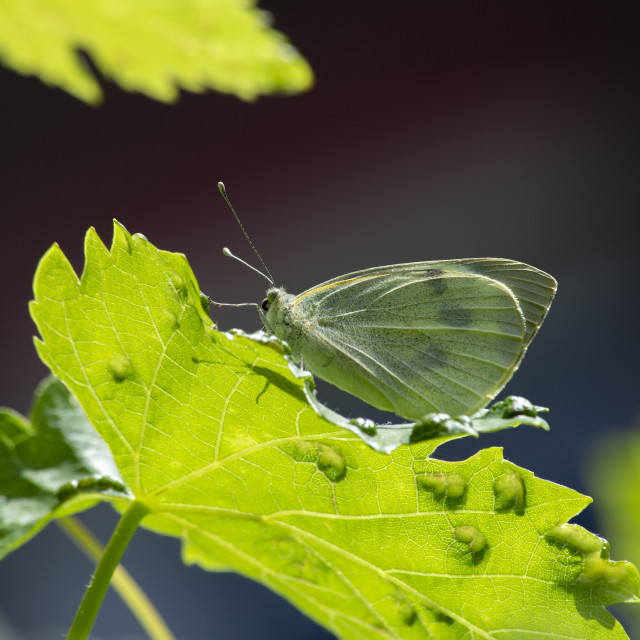 "Large White Butterfly" by Bobb Strongman - £20.00 "Large White Butterfly" stock image
