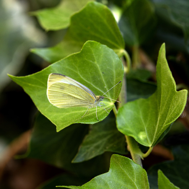 "Small White Butterfly" by Bobb Strongman - £20.00 "Small White Butterfly" stock image