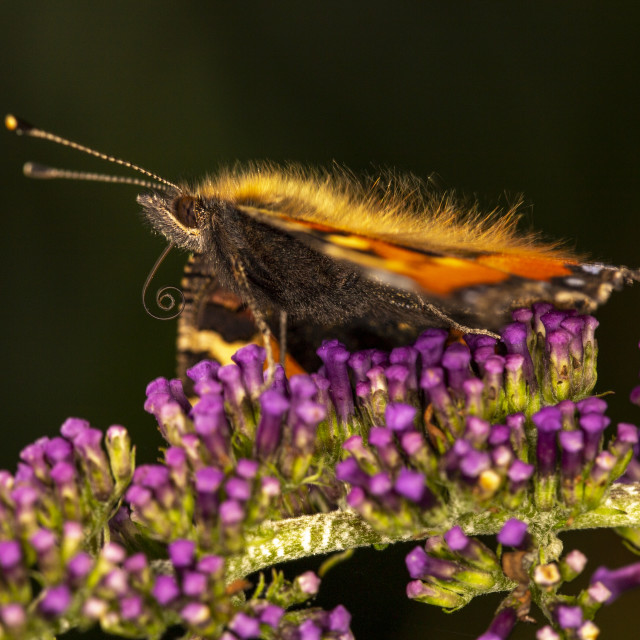 "Small Tortoisehell Butterfly" by Bobb Strongman - £20.00 "Small Tortoisehell Butterfly" stock image