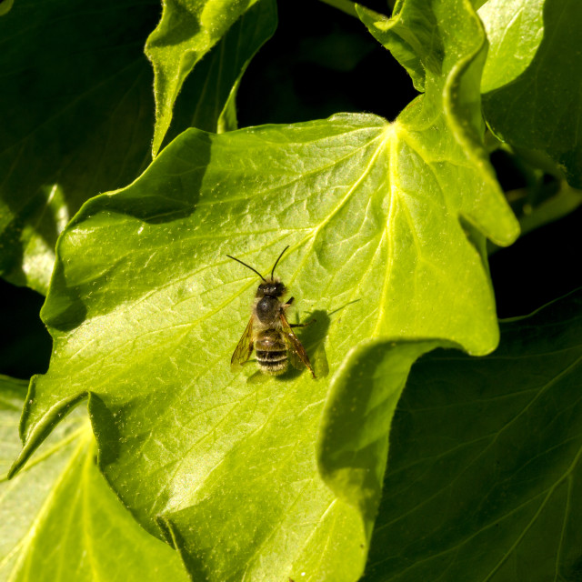 "Mining Bee" by Bobb Strongman - £20.00 "Mining Bee" stock image