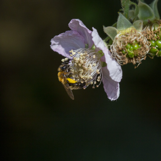 "Mining Bee" by Bobb Strongman - £20.00 "Mining Bee" stock image