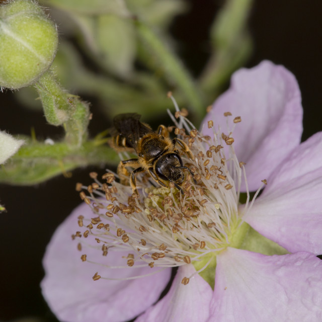 "Mining Bee" by Bobb Strongman - £20.00 "Mining Bee" stock image