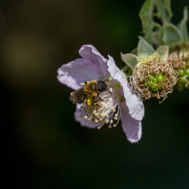 "Mining Bee" by Bobb Strongman - £20.00 "Mining Bee" stock image