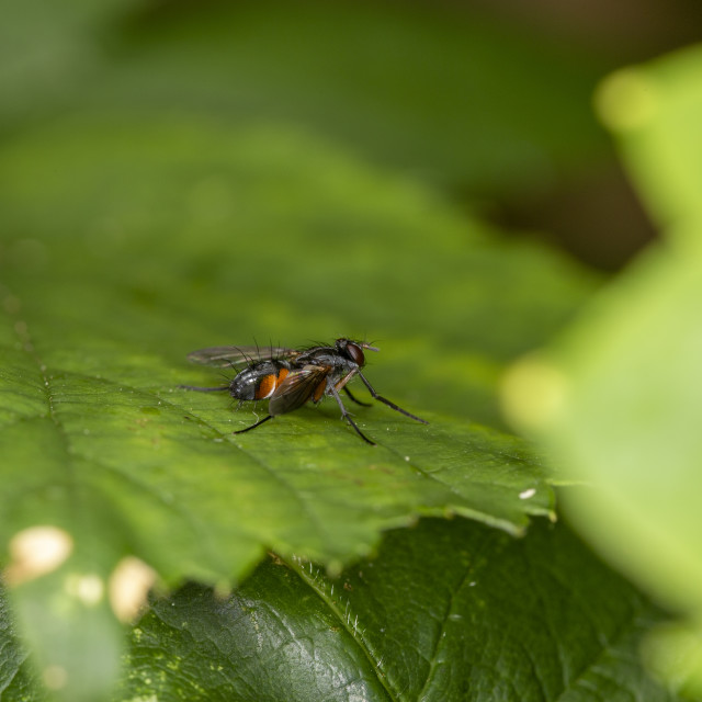 "Tachinid Fly" by Bobb Strongman - £20.00 "Tachinid Fly" stock image