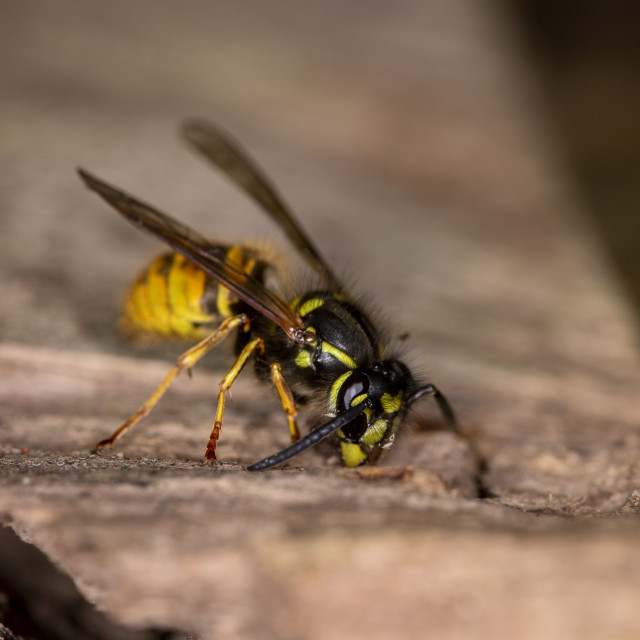 "Common Wasp" by Bobb Strongman - £20.00 "Common Wasp" stock image