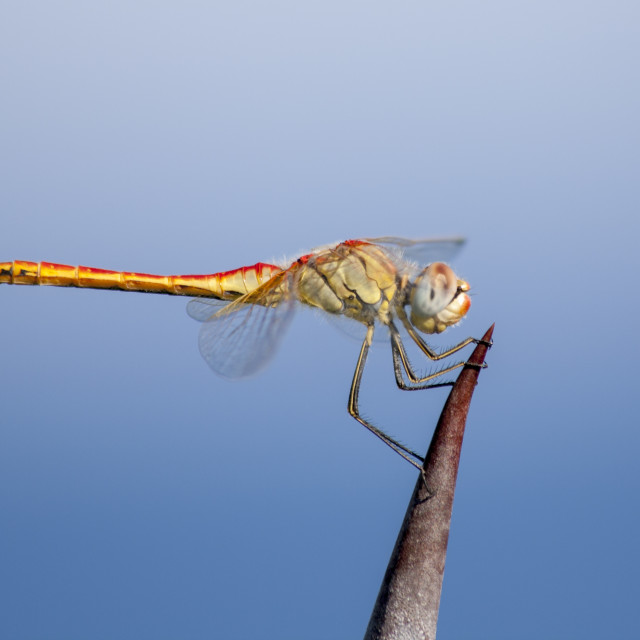 "Red-Veined Darter (Sympetrum fonscolombii) - Dragonfly" by Bobb Strongman - £20.00 "Red-Veined Darter (Sympetrum fonscolombii) - Dragonfly" stock image
