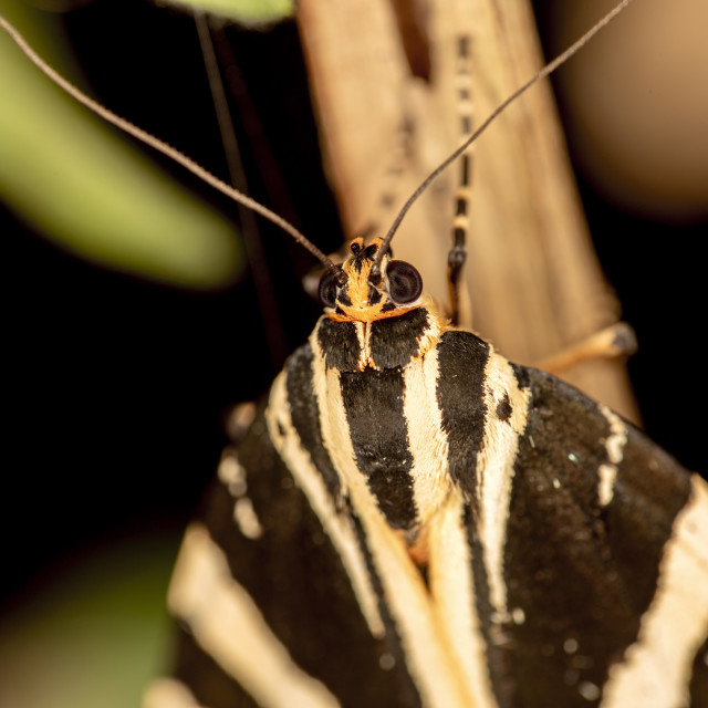 "Jersey Tiger Moth" by Bobb Strongman - £20.00 "Jersey Tiger Moth" stock image