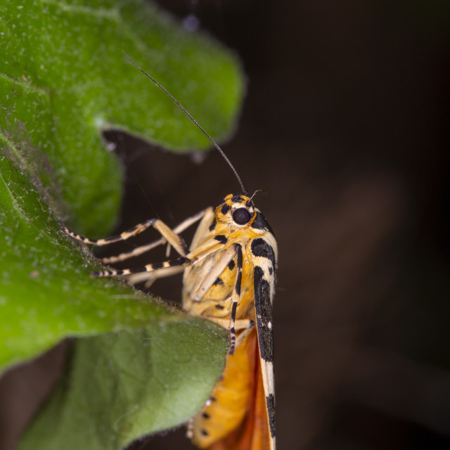 "Jersey Tiger Moth" by Bobb Strongman - £20.00 "Jersey Tiger Moth" stock image