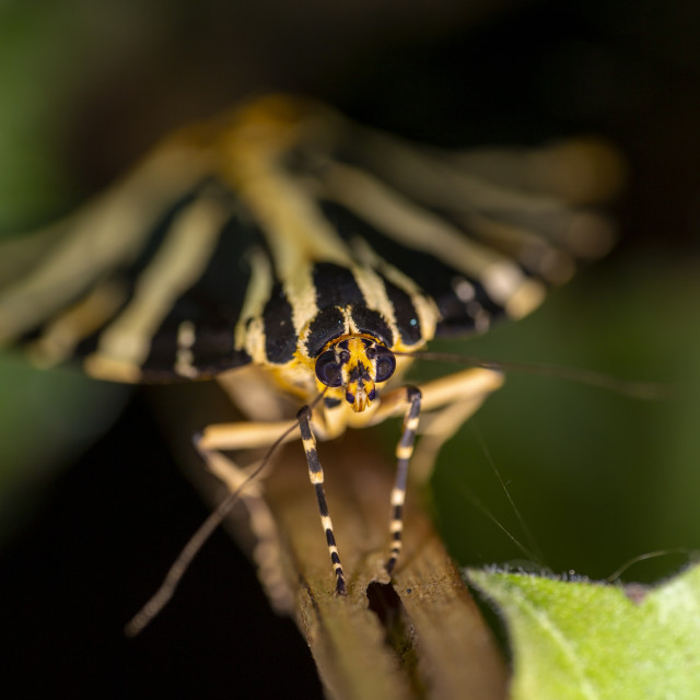 "Jersey Tiger Moth" by Bobb Strongman - £20.00 "Jersey Tiger Moth" stock image