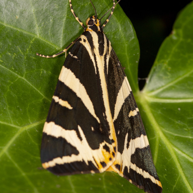 "Jersey Tiger Moth" by Bobb Strongman - £20.00 "Jersey Tiger Moth" stock image