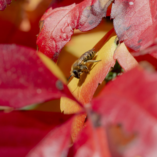 "Ivy Bee (Colletes hederae) in Autumn" by Bobb Strongman - £20.00 "Ivy Bee (Colletes hederae) in Autumn" stock image