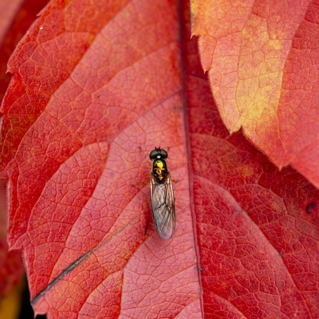 "Twin-Spot Centurion Fly" by Bobb Strongman - £20.00 "Twin-Spot Centurion Fly" stock image