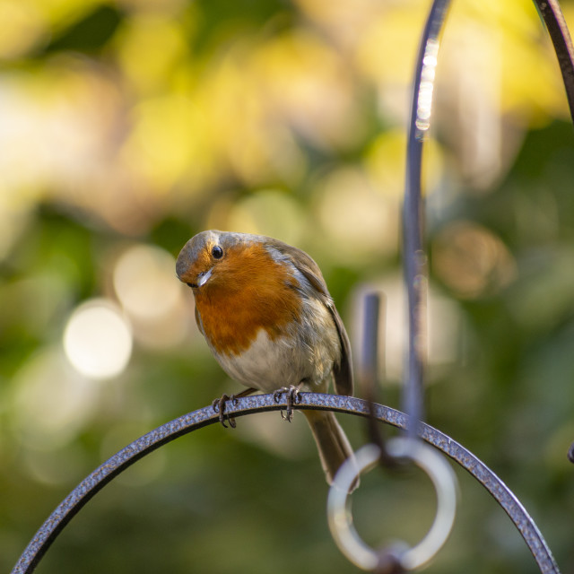 "Robin" by Bobb Strongman - £20.00 "Robin" stock image