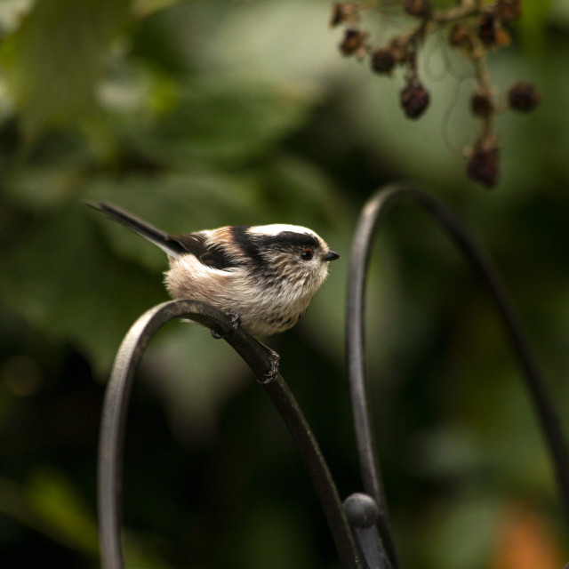 "Long-Tailed Tit (Aegithalos caudatus)" by Bobb Strongman - £20.00 "Long-Tailed Tit (Aegithalos caudatus)" stock image