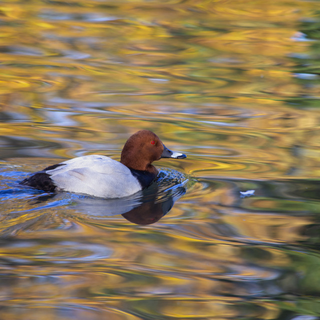 "Common Pochard" by Bobb Strongman - £20.00 "Common Pochard" stock image
