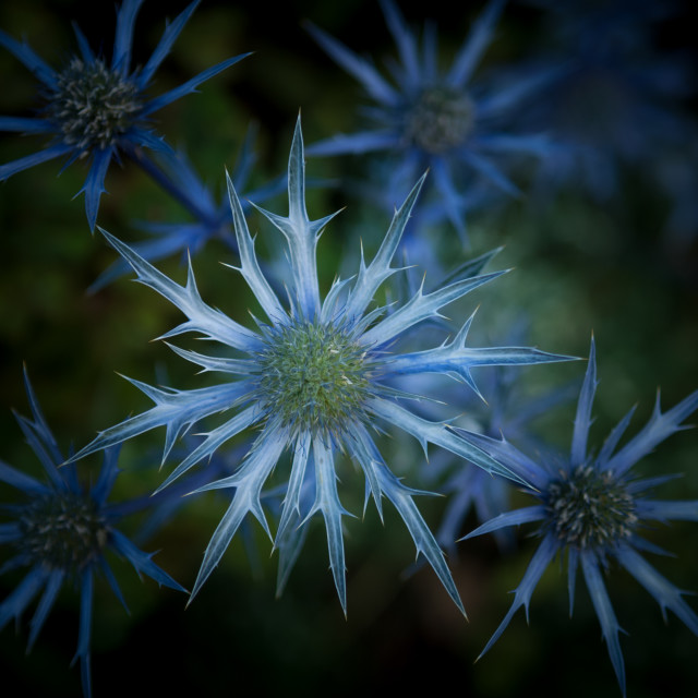 "Electric Blue" by Stig Cooper - $36.72 "Electric Blue" stock image