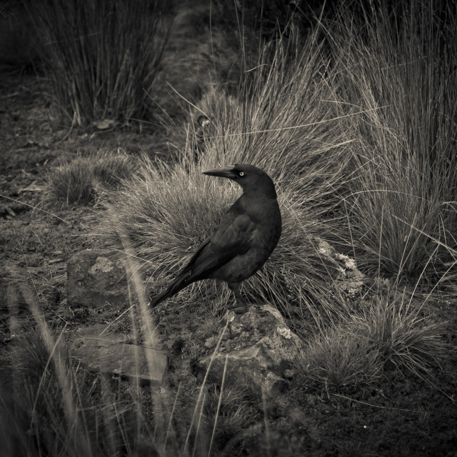 "Currawong" stock image