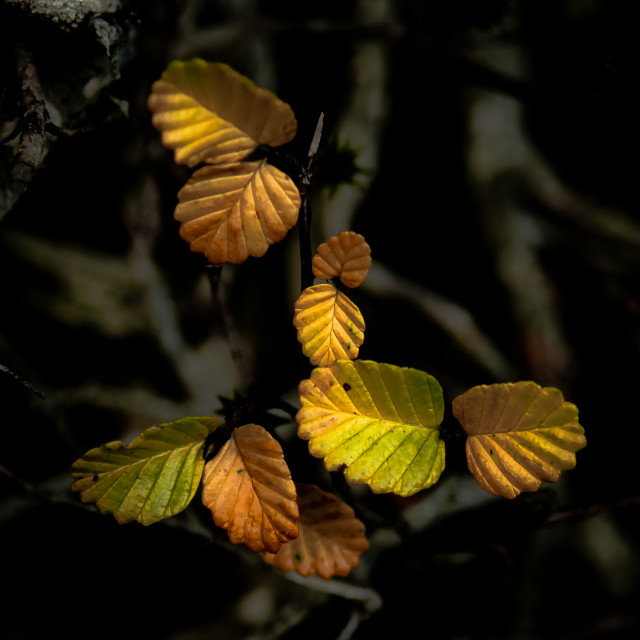 "Sothern Beech" by Stig Cooper - $36.72 "Sothern Beech" stock image