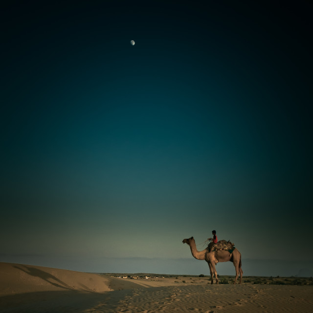 "Camel with Moon" by Stig Cooper - $36.72 "Camel with Moon" stock image