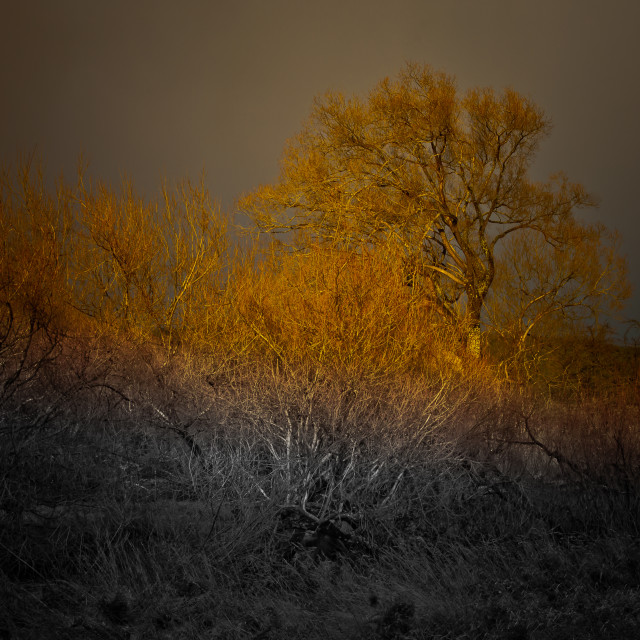 "Dawn Light" by Stig Cooper - $36.72 "Dawn Light" stock image