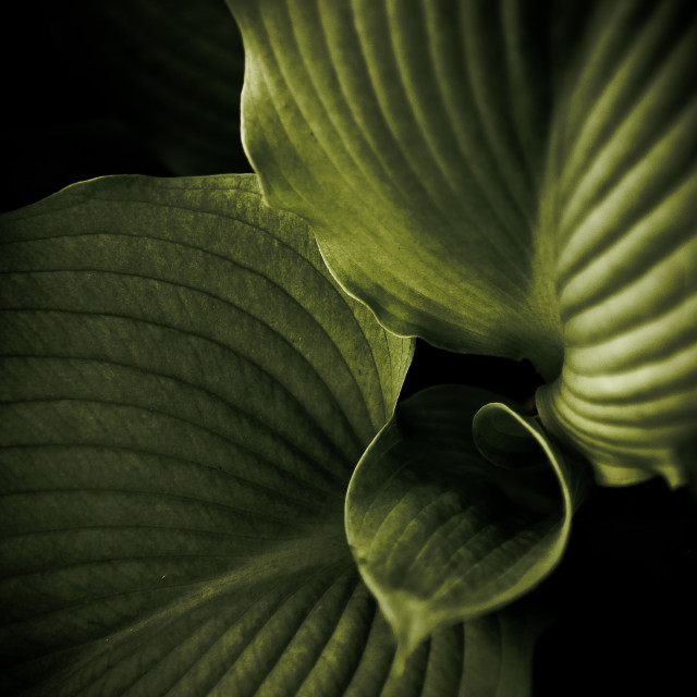 "Hosta Detail" stock image