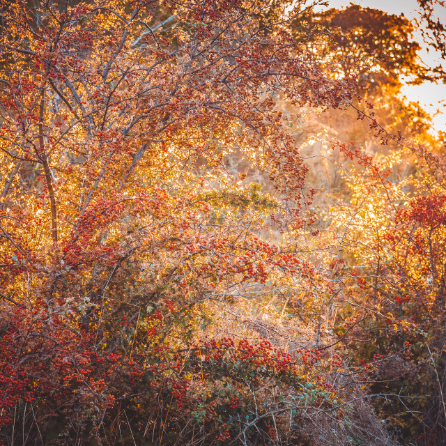 "Backlit Hawthorn" stock image