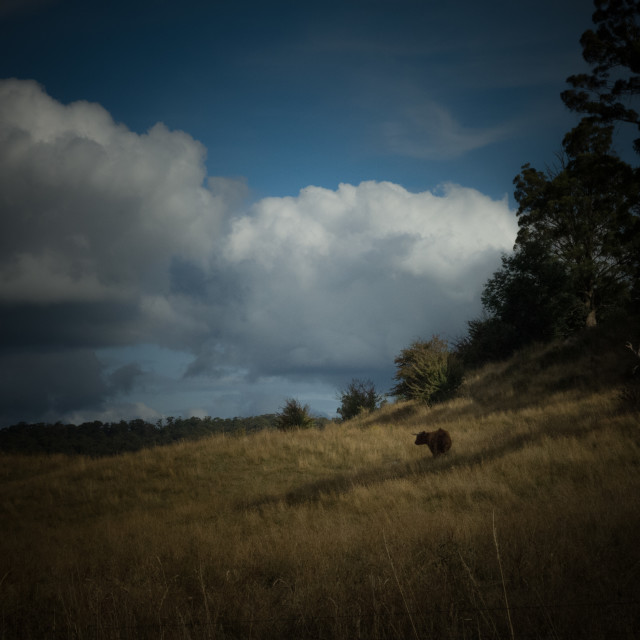 "Highland Cattle" stock image