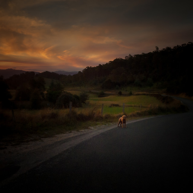 "Dog Walk" stock image