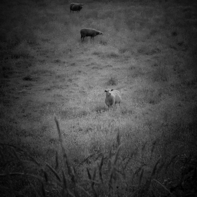 "Summer Sheep Scene" stock image