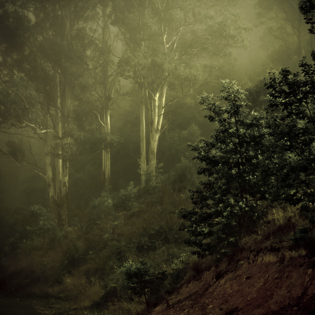 "Forest Mist" stock image