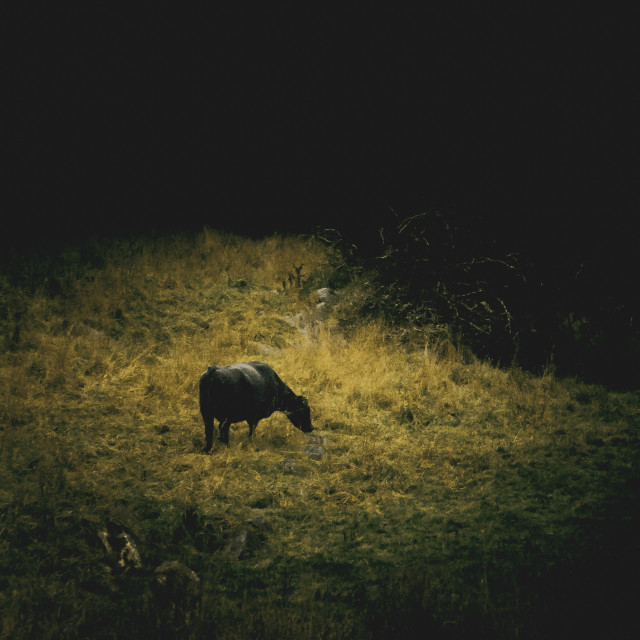 "Lone Steer" stock image