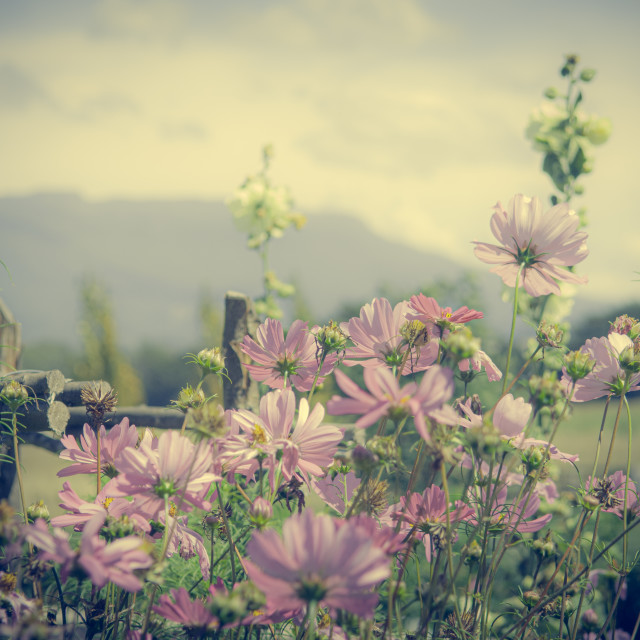 "Old Wesley Dale" by Stig Cooper - $36.72 "Old Wesley Dale" stock image
