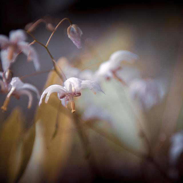 "Epimedium Detail" stock image