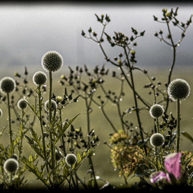 "Globe Thistles" stock image