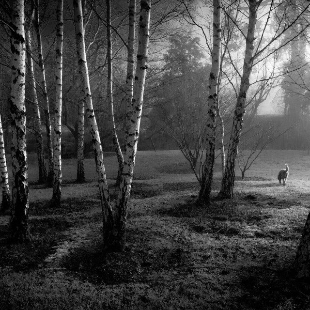 "Copse" by Stig Cooper - $36.72 "Copse" stock image