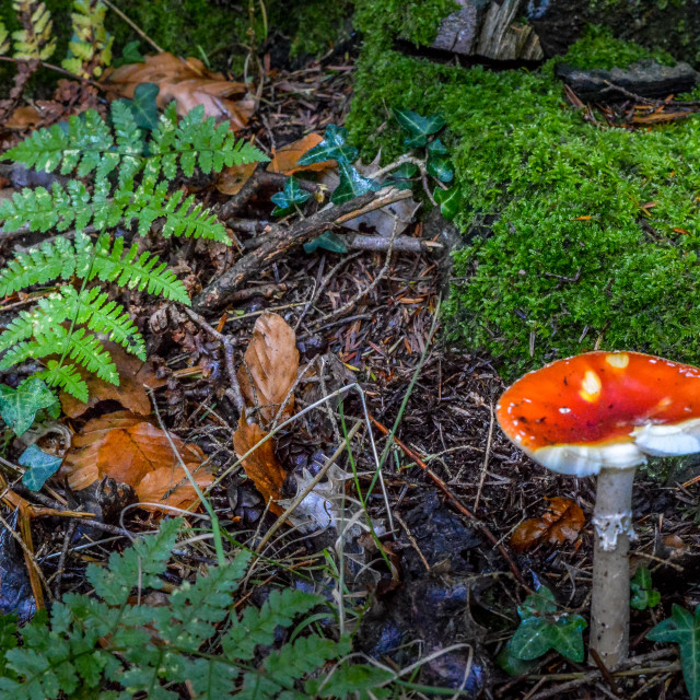 "Fungi In The Woods" stock image