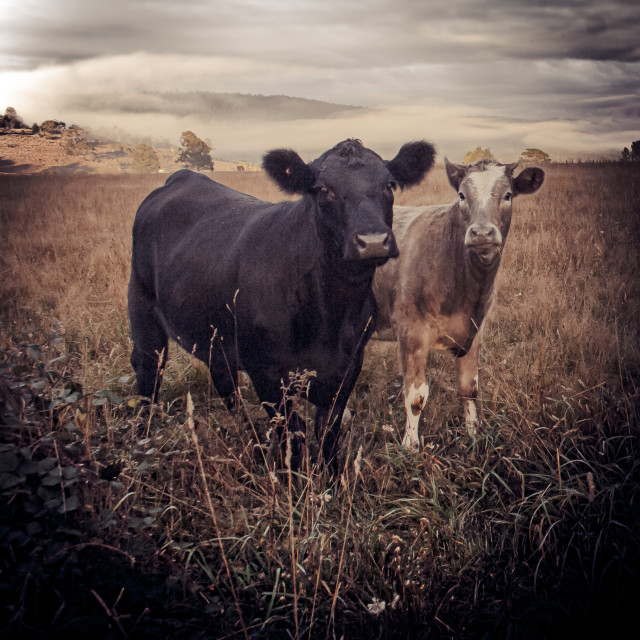 "Terrible Two" by Stig Cooper - $12.24 "Terrible Two" stock image