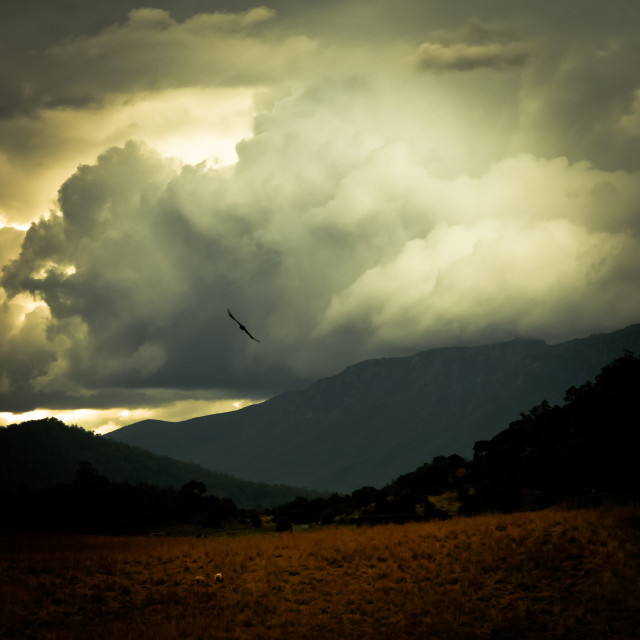 "Falcon Flight" stock image