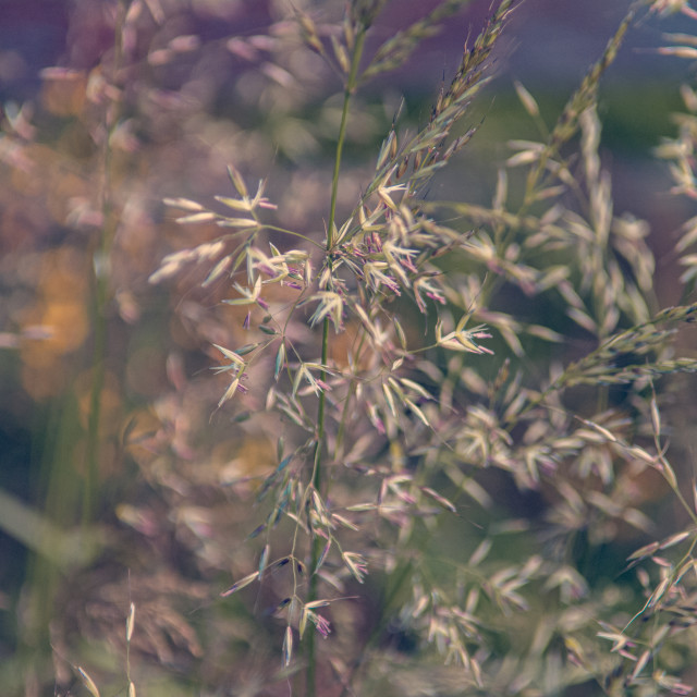 "Roadside Grass" stock image